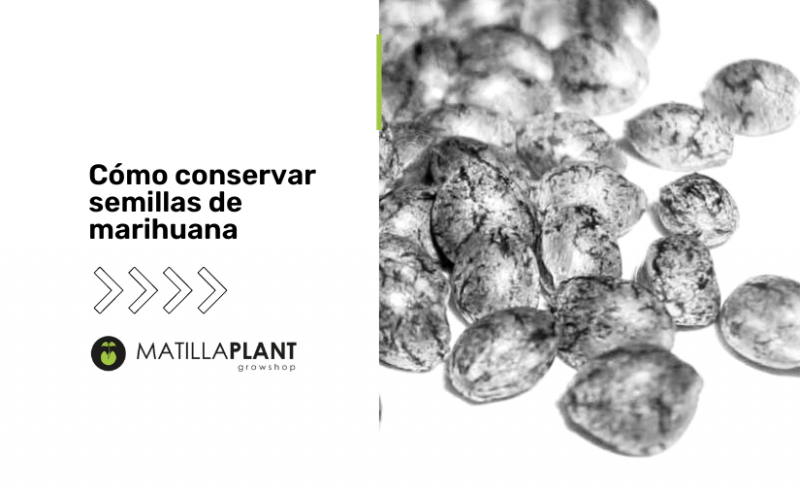 Cómo conservar semillas de marihuana