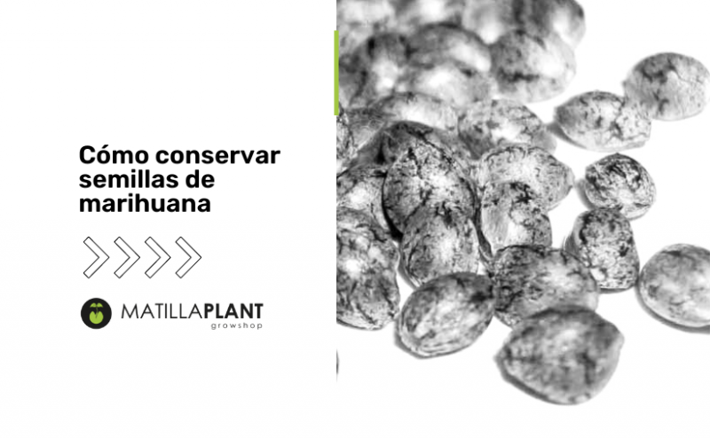 Cómo conservar en perfecto estado las semillas de marihuana