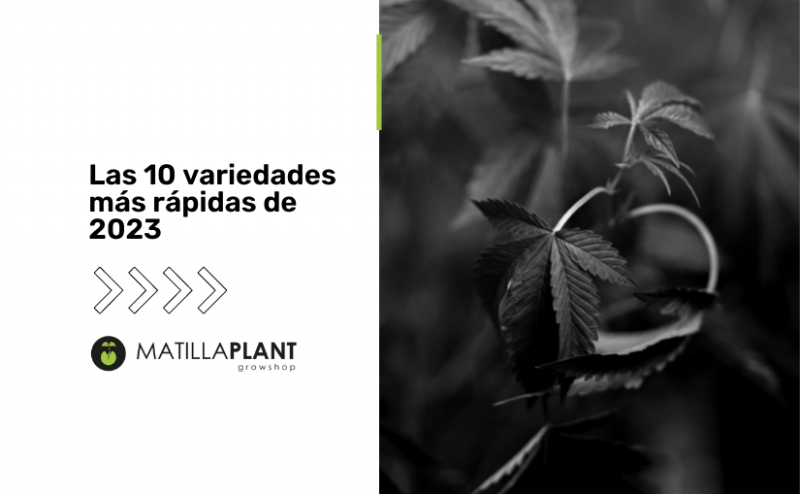 Las 10 variedades más rápidas de 2023