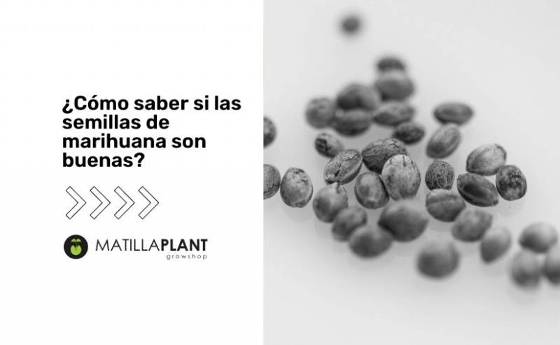 ¿Cómo saber si las semillas de marihuana son buenas?