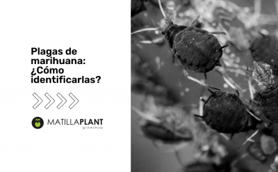 Plagas de marihuana: ¿Cómo identificarlas?