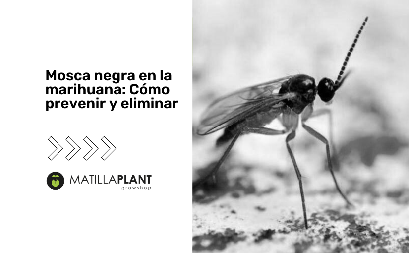 Mosca negra en la marihuana: Cómo prevenir y eliminar