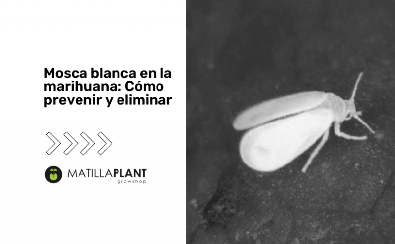 Mosca blanca en la marihuana: Cómo prevenir y eliminar