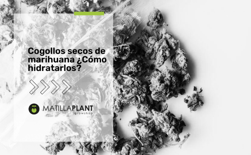 Están demasiado secos tus cogollos de marihuana? ¡Rehidrátalos