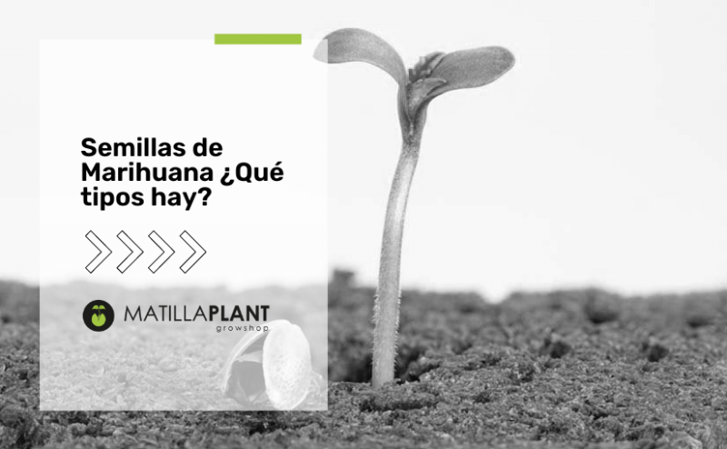 Semillas de Marihuana ¿Qué tipos hay?