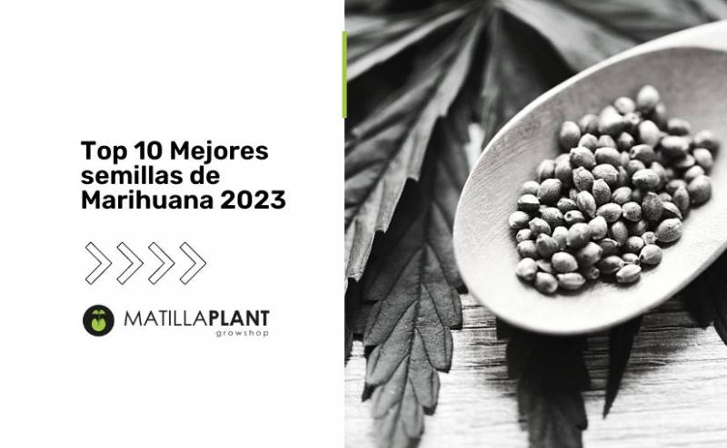 ▷ Top 10 Mejores semillas de Marihuana 2023