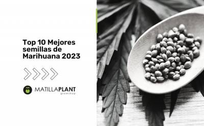 Top 10 Mejores semillas de Marihuana 2023