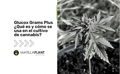 Glucox Grams Plus ¿Qué es y cómo se usa en el cultivo de cannabis?