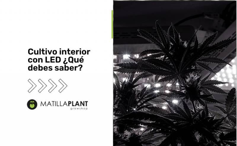 Cultivo de interior con LED