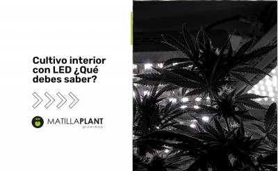 Cultivo de interior con LED