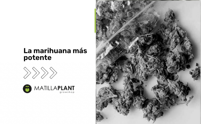 Marihuanas más potentes