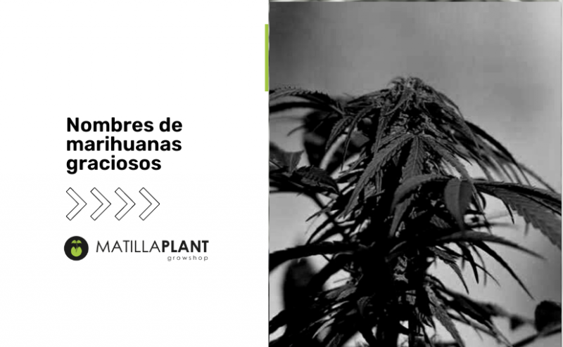 Nombres de marihuanas graciosos