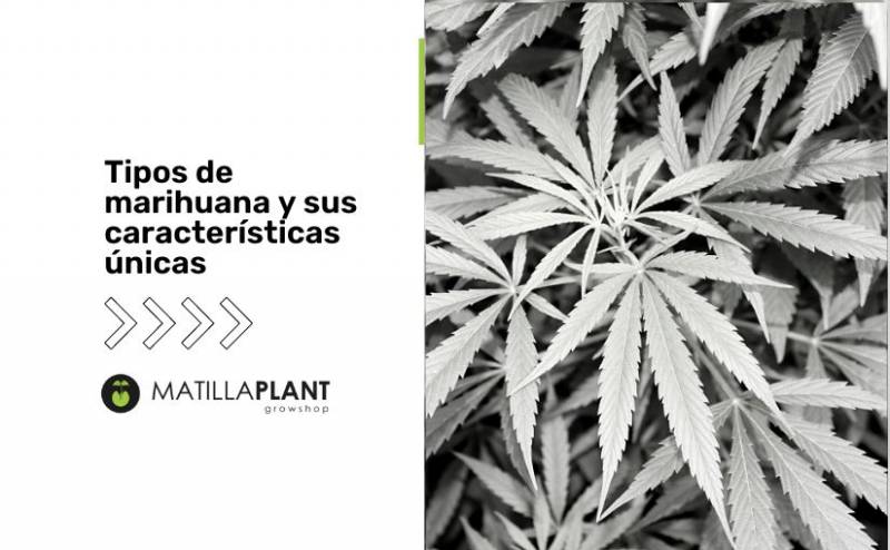 Marihuana Kush: ¿Qué es y que variedades existen?