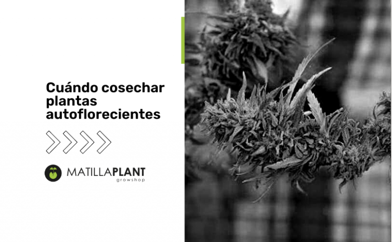 Cuándo cosechar plantas autoflorecientes