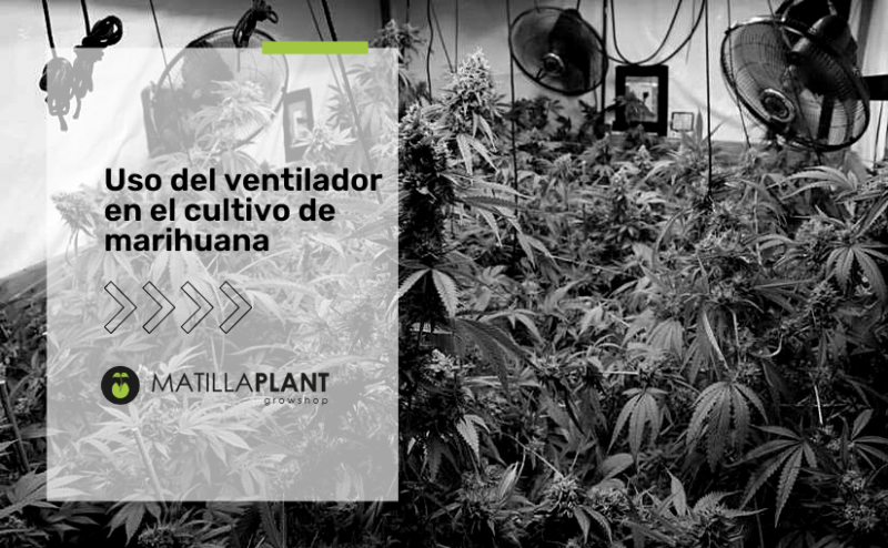 Uso del ventilador en el cultivo de marihuana