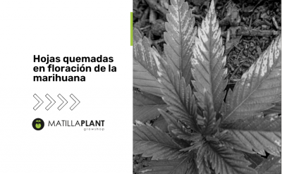 Hojas quemadas en floración de la marihuana