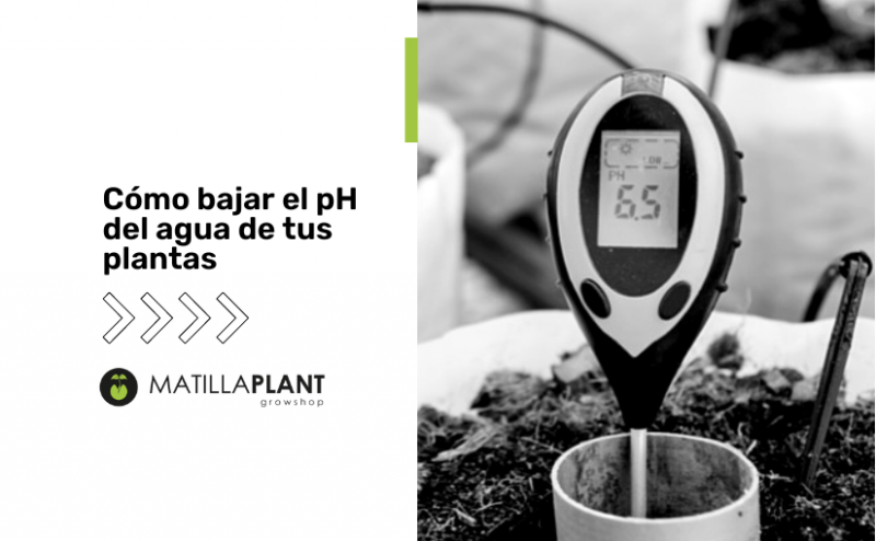 Cómo bajar el pH del agua de tus plantas