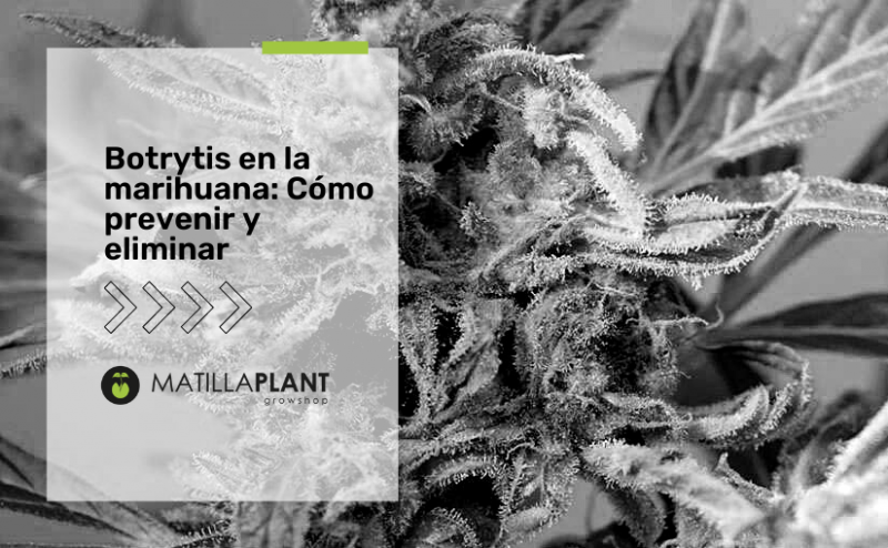 Botrytis en la marihuana: Cómo prevenir y eliminar