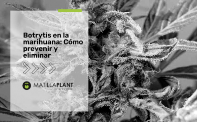 Botrytis en la marihuana: Cómo prevenir y eliminar