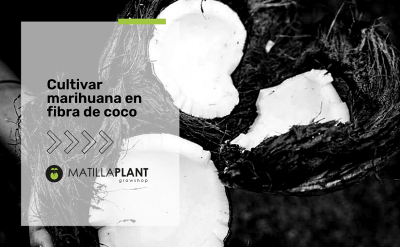 Cultivar marihuana en fibra de coco: Ventajas e inconvenientes