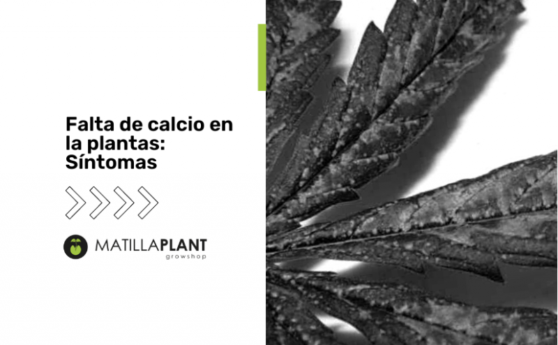 Falta de calcio en la plantas: Síntomas