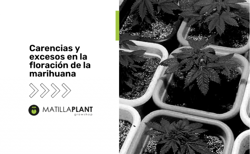 Carencias y excesos en la floración de la marihuana