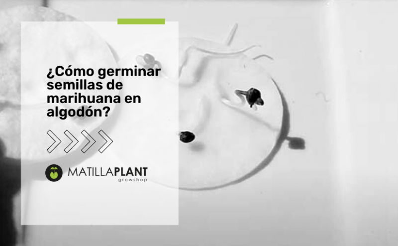 ¿Cómo germinar semillas de marihuana en algodón? 