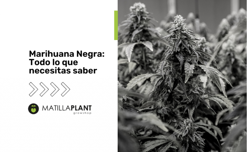 Marihuana Negra: Todo lo que necesitas saber