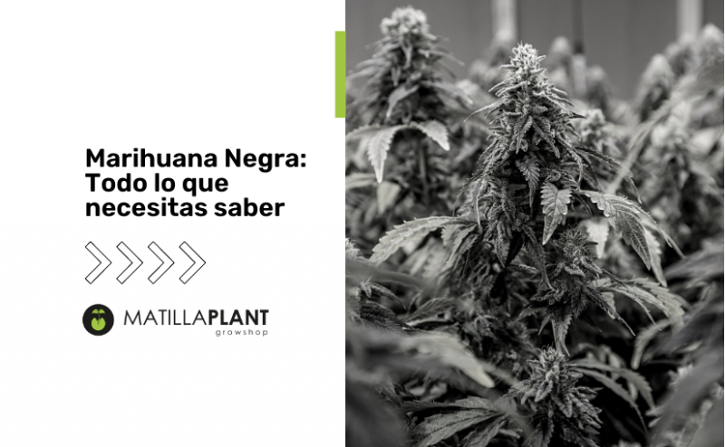 Marihuana Negra: Todo lo que necesitas saber 