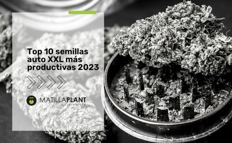 Top 10 semillas auto XXL más productivas 2023