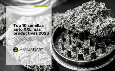 Top 10 semillas auto XXL más productivas 2023