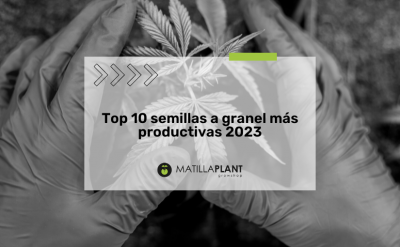 Top 10 semillas a granel más productivas 2023