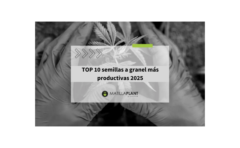 Top 10 semillas a granel más productivas
