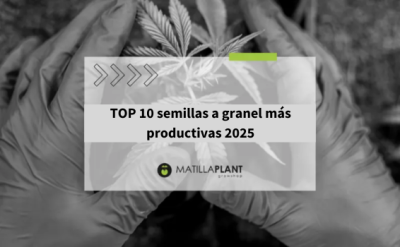 Top 10 semillas a granel más productivas 