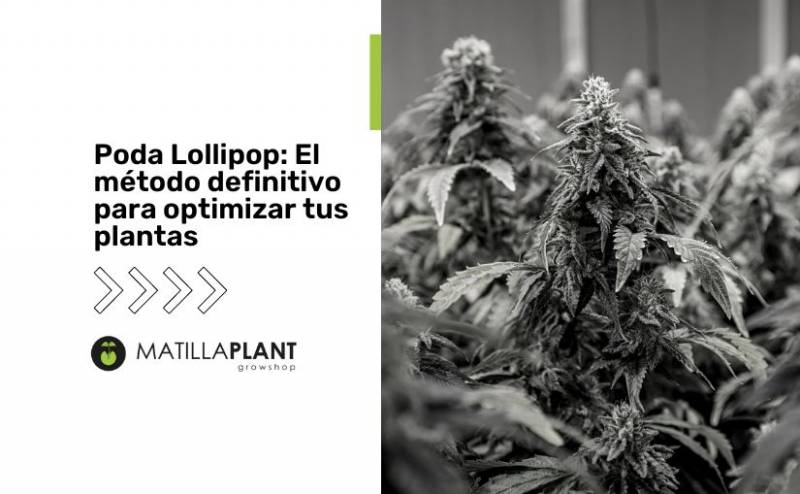 Poda Lollipop: El método definitivo para optimizar tus plantas