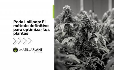 Poda Lollipop: El método definitivo para optimizar tus plantas