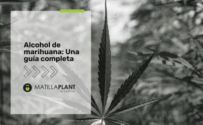  Alcohol de marihuana: Una guía completa