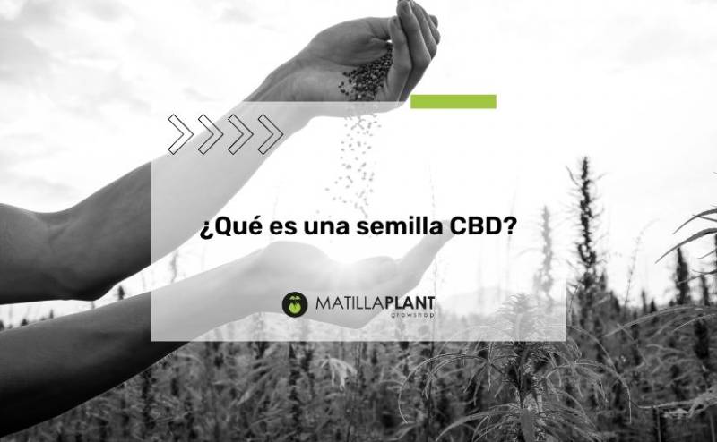 ¿Qué es una semilla CBD?