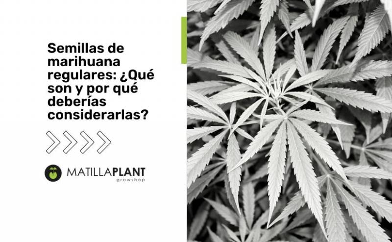 Semillas de marihuana regulares: ¿Qué son y por qué deberías considerarlas?