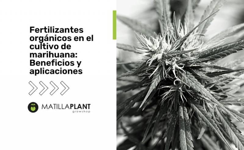 Fertilizantes orgánicos en el cultivo de marihuana: Beneficios y aplicaciones