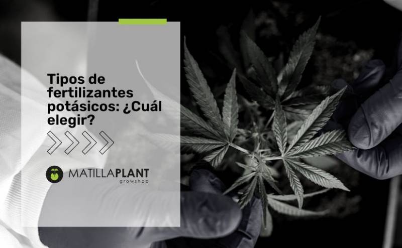 Tipos de fertilizantes potásicos: ¿Cuál elegir?