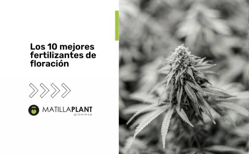 Los 10 mejores fertilizantes de floración