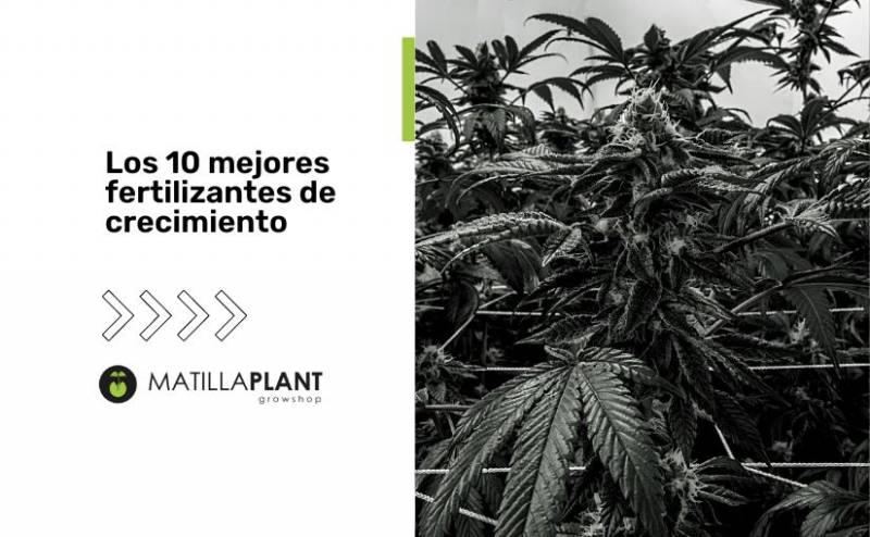 Los 10 mejores fertilizantes de crecimiento para marihuana