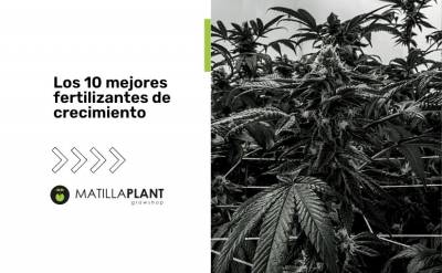 Los 10 mejores fertilizantes de crecimiento para marihuana