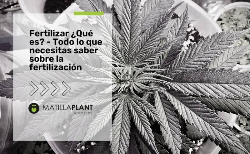 Fertilizar ¿Qué es? - Todo lo que necesitas saber sobre la fertilización