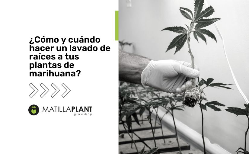 ¿Cómo y cuándo hacer un lavado de raíces a tus plantas de marihuana?