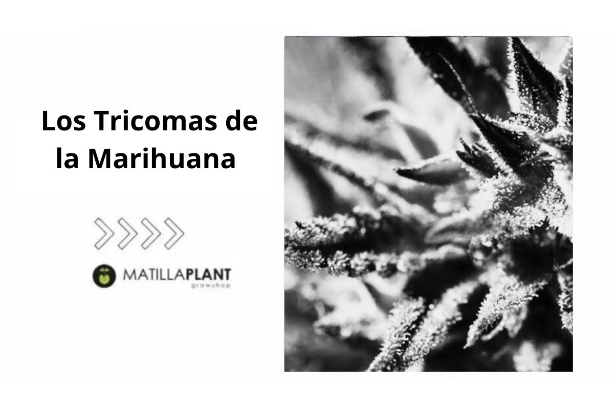 Los Tricomas de la Marihuana ¿Qué son y cómo funcionan?