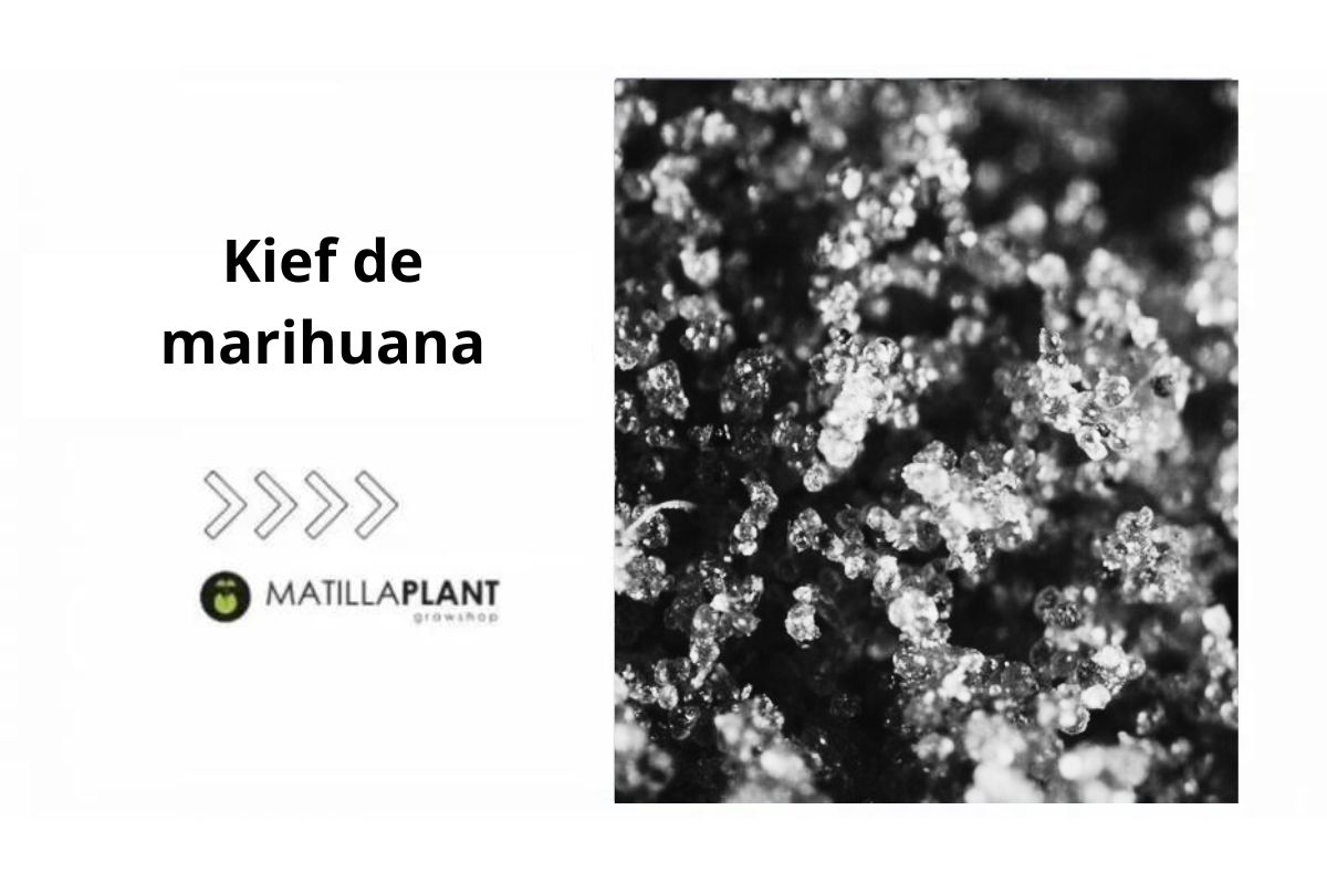 ¿Qué es el kief y para qué sirve?