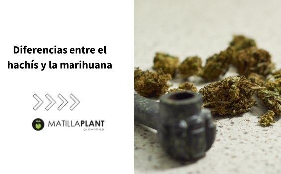 ¿En qué se diferencian el hachís y la marihuana?
