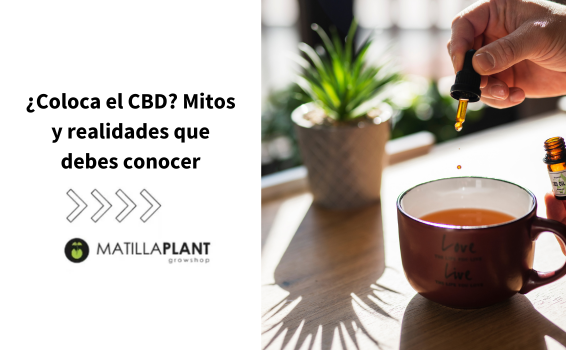 ¿El CBD te coloca?